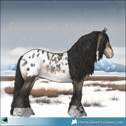 Horse Color:Brown Dun Appaloosa Rabicano 