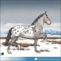 Horse Color:Brown Dun Appaloosa Rabicano 