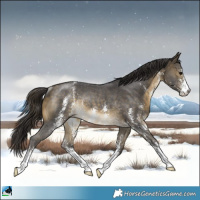 Horse Color:Buckskin Sabino Rabicano 
