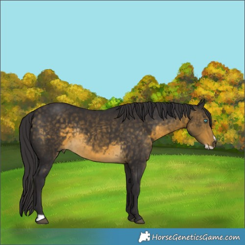 Horse Color:Buckskin Frame Rabicano 