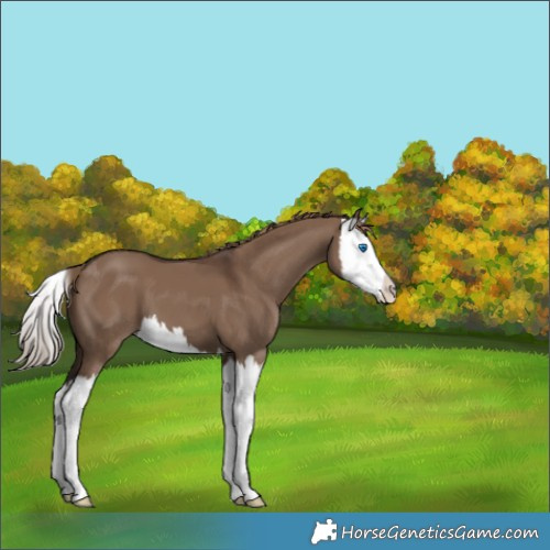 Horse Color:Liver Red Dun Splash