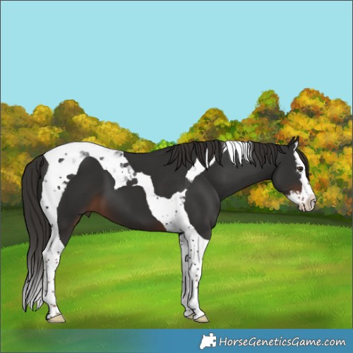 Horse Color:Liver Chestnut Splash Tobiano