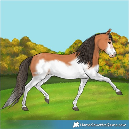 Horse Color:Bay Splash Frame 
