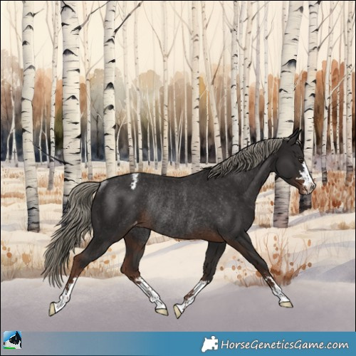 Horse Color:Liver Chestnut Mushroom Appaloosa Rabicano 