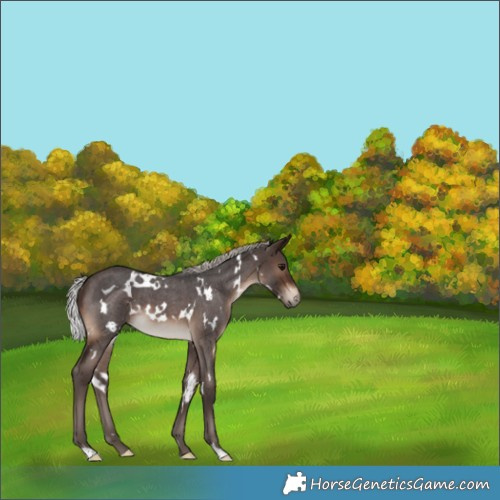 Horse Color:White Spotted Silver Brown Roan 