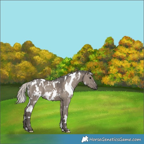 Horse Color:White Spotted Silver Grullo 