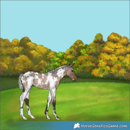 Horse Color:White Spotted Silver Brown Roan Dun 