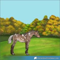 Horse Color:White Spotted Silver Brown Dun 