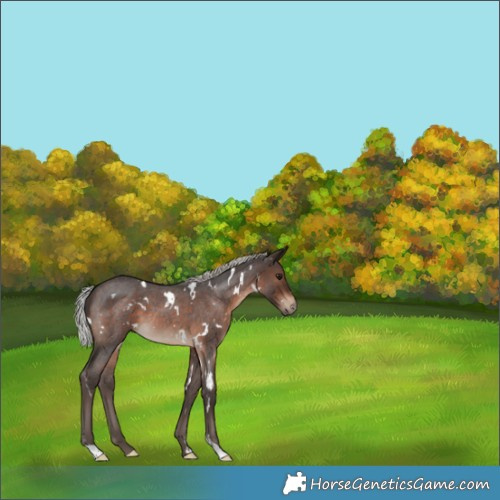 Horse Color:White Spotted Silver Brown Roan 