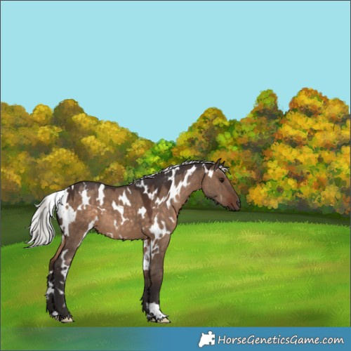 Horse Color:White Spotted Silver Brown Dun 
