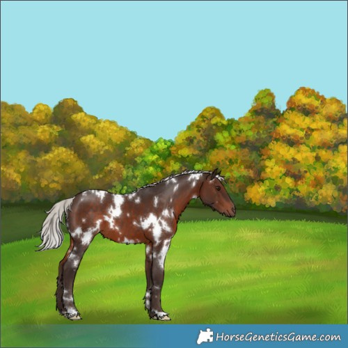 Horse Color:White Spotted Silver Brown 