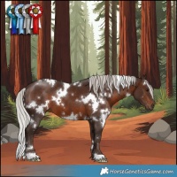 Horse Color:White Spotted Silver Brown