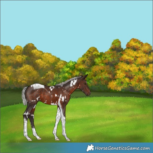 Horse Color:White Spotted Silver Brown Tobiano 