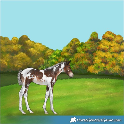 Horse Color:White Spotted Silver Brown Tobiano 