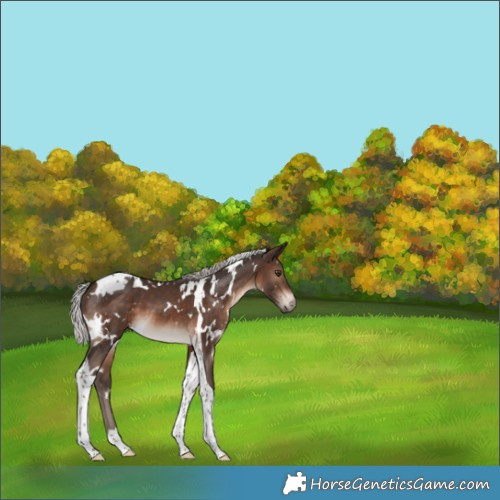 Horse Color:White Spotted Silver Brown Tobiano 