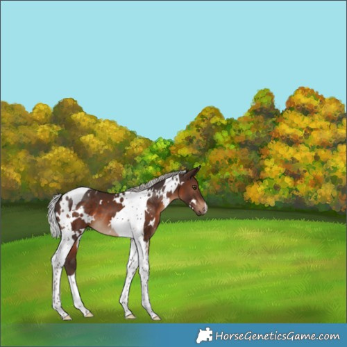Horse Color:White Spotted Silver Brown Tobiano 