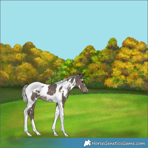 Horse Color:White Spotted Silver Black Tobiano 