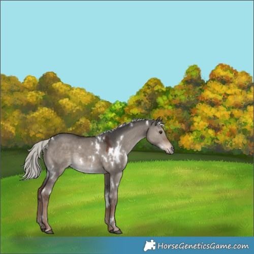 Horse Color:White Spotted Liver Red Dun Mushroom 