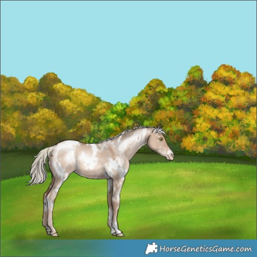 Horse Color:White Spotted Liver Red Dun Pearl Mushroom 