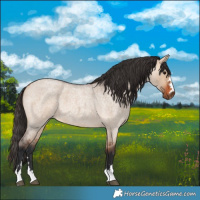 Horse Color:Bay Roan Dun 