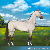 Horse Color:Bay Roan Dun 