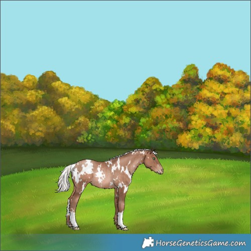 Horse Color:White Spotted Silver Brown Pearl Mushroom Rabicano 