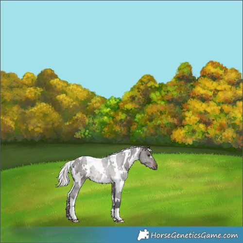 Horse Color:White Spotted Silver Brown Ice Rabicano 