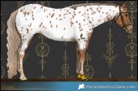Horse Color:Chocolate Palomino Appaloosa 