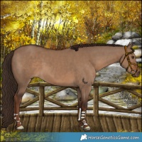 Horse Color:Liver Red Dun