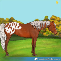 Horse Color:Silver Bay Appaloosa 