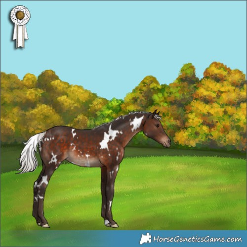 Horse Color:White Spotted Silver Brown 