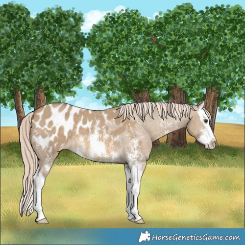 Horse Color:Chocolate Palomino Dun Sabino Splash Appaloosa 