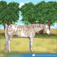 Horse Color:Chocolate Palomino Dun Sabino Splash Appaloosa 