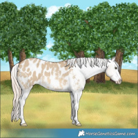 Horse Color:Chocolate Palomino Dun Sabino Splash Blanket 