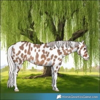 Horse Color:Silver Brown Dun Tobiano Appaloosa