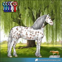 Horse Color:Silver Brown Dun Tobiano Appaloosa 