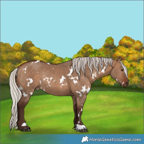 Horse Color:White Spotted Silver Bay Dun Rabicano 