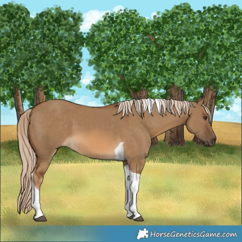 Horse Color:Chocolate Palomino Dun Tobiano 