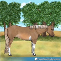 Horse Color:Chocolate Palomino Dun Tobiano 