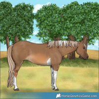 Horse Color:Chocolate Palomino Dun Tobiano 