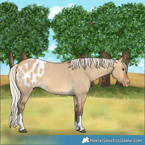 Horse Color:Silver Buckskin Dun Tobiano Appaloosa 