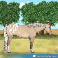 Horse Color:Silver Buckskin Dun Tobiano Appaloosa 