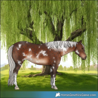 Horse Color:White Spotted Silver Brown Tobiano Rabicano 