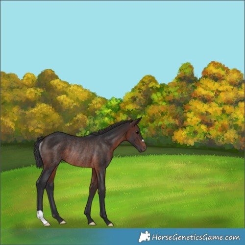 Horse Color:Brown Rabicano 