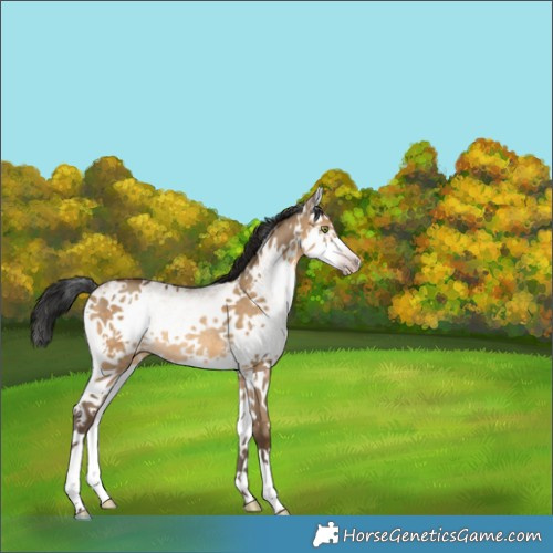 Horse Color:Gray White Spotted Amber Champagne Dun Splash Rabicano 