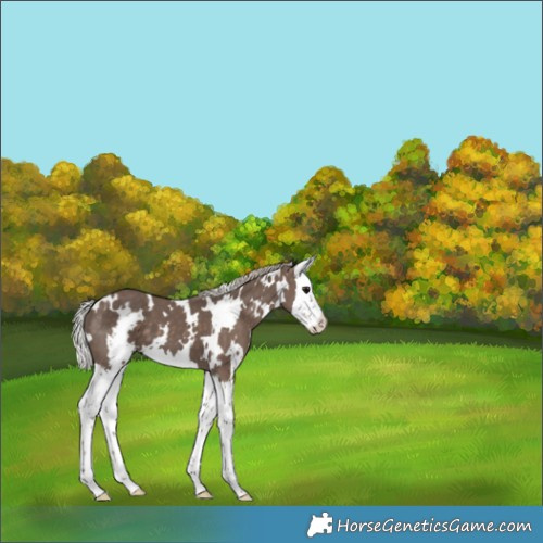 Horse Color:White Spotted Silver Black Splash 
