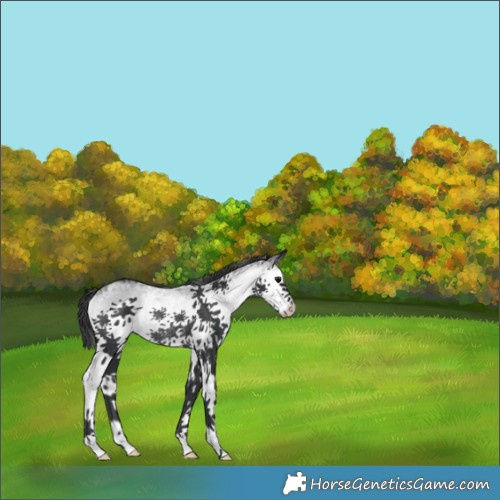 Horse Color:White Spotted Black Rabicano 