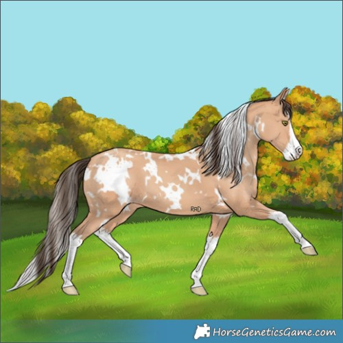 Horse Color:White Spotted Amber Champagne Splash 