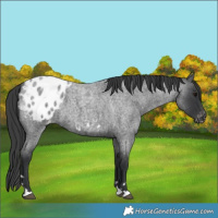 Horse Color:Blue Roan Appaloosa 