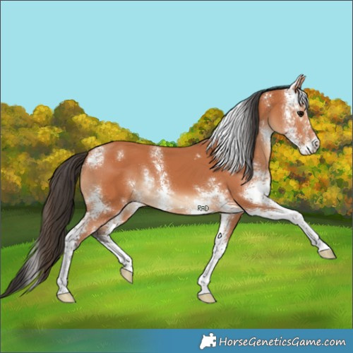 Horse Color:Bay Sabino 